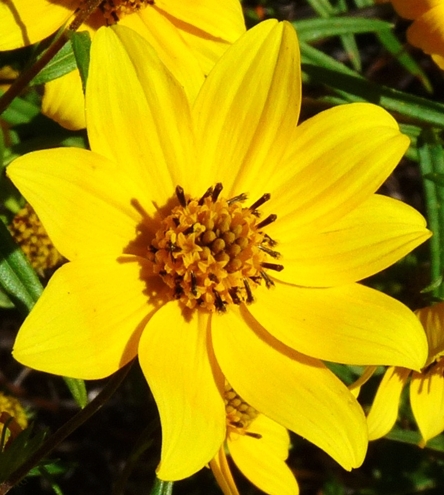 {Helianthus porteri}